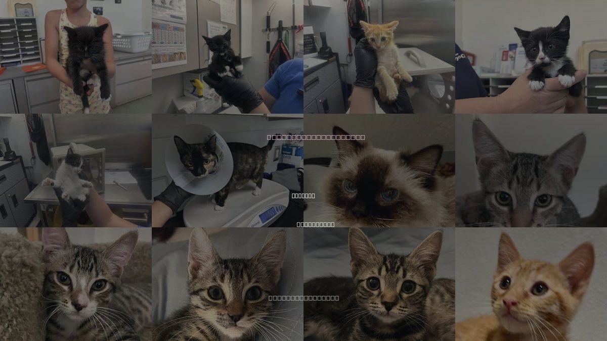 Cats for Adoption in Antioch, California