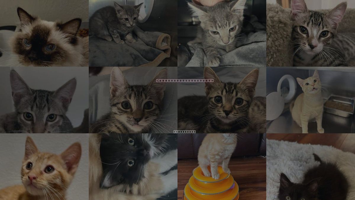 Cats for Adoption in Antioch, California