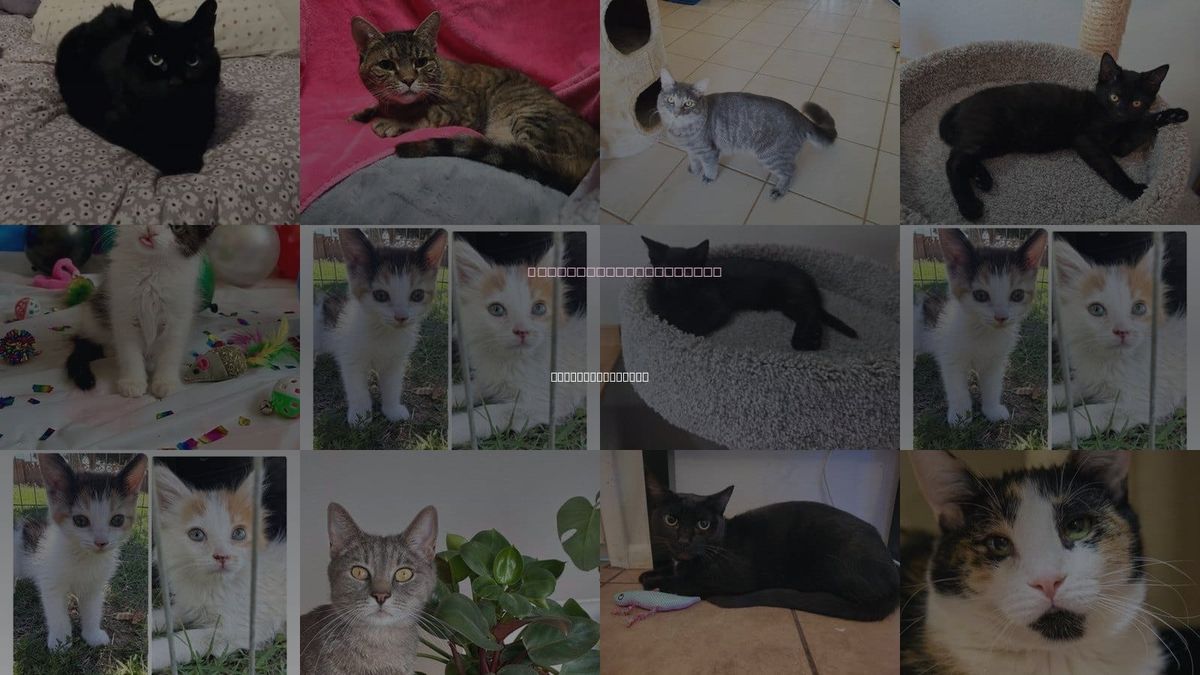 Cats for Adoption in Apache Junction, Arizona