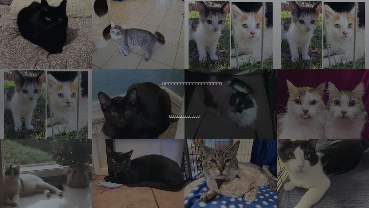 Cats for Adoption in Apache Junction, Arizona