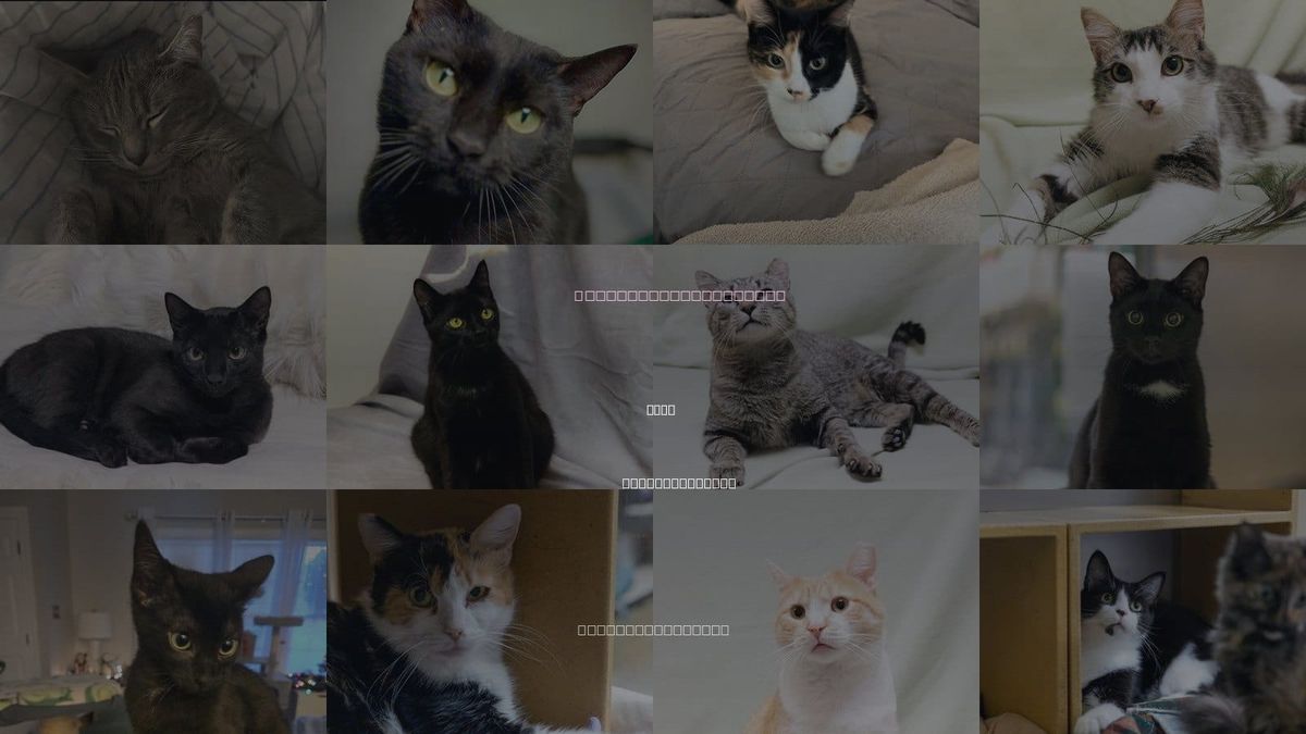 Cats for Adoption in Apex, North Carolina