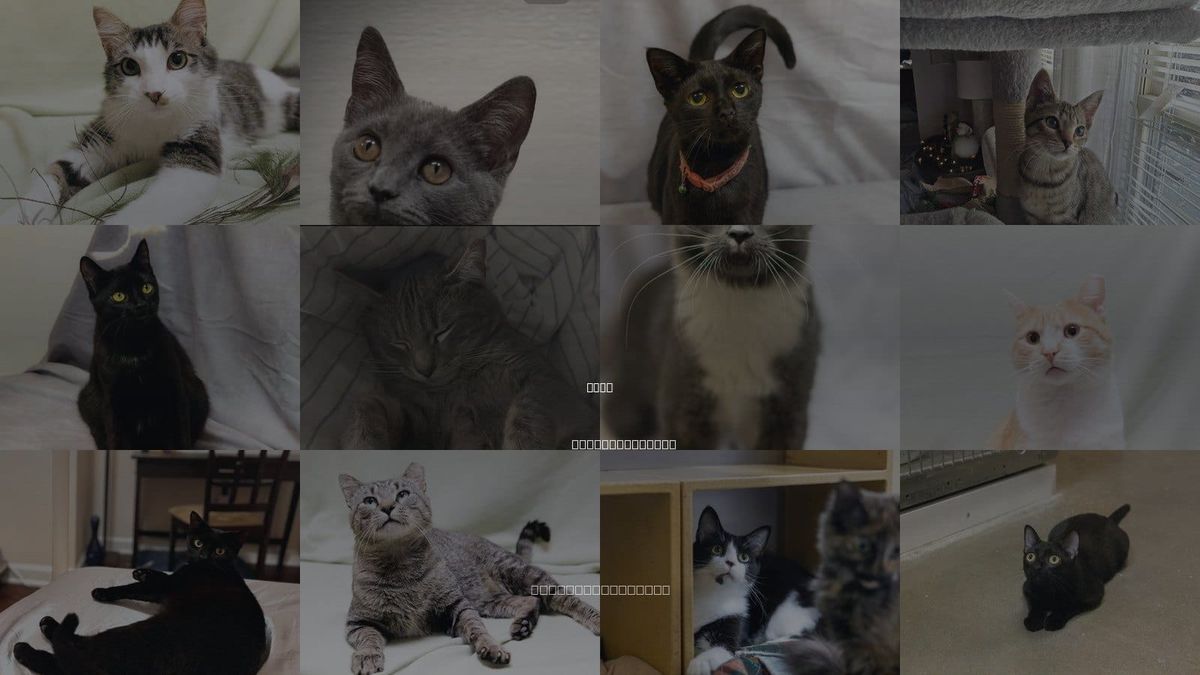 Cats for Adoption in Apex, North Carolina