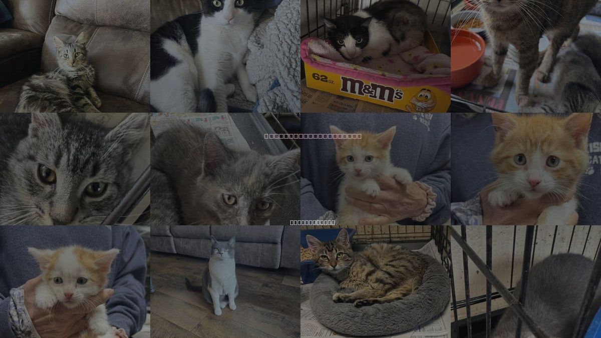 Cats for Adoption in Apollo, Pennsylvania
