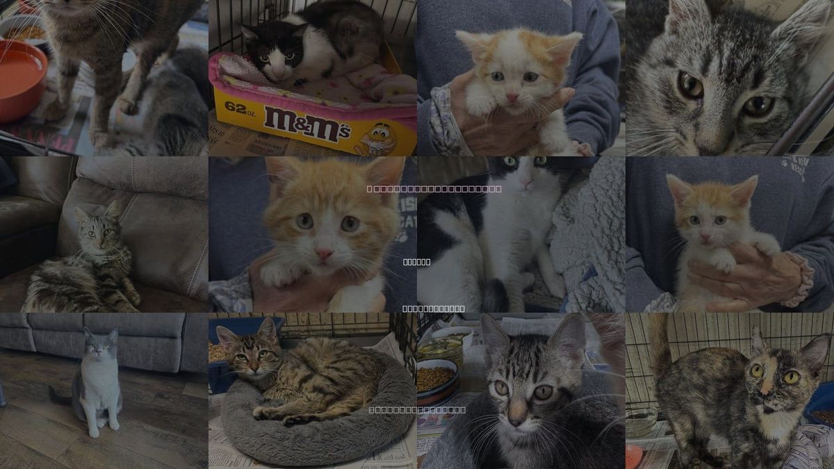 Cats for Adoption in Apollo, Pennsylvania