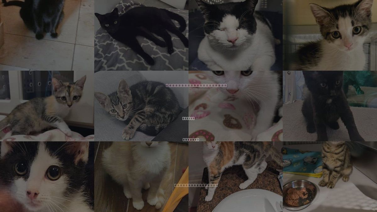 Cats for Adoption in Apopka, Florida