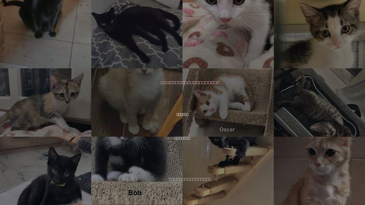 Cats for Adoption in Apopka, Florida