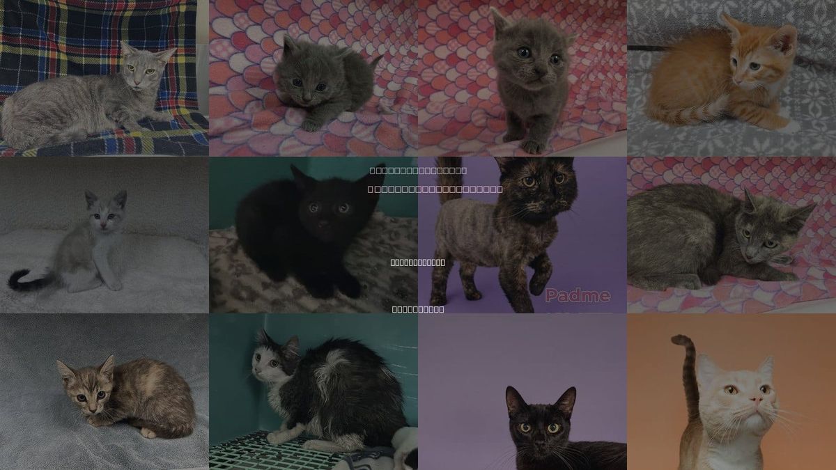 Cats for Adoption in Apple Valley, California