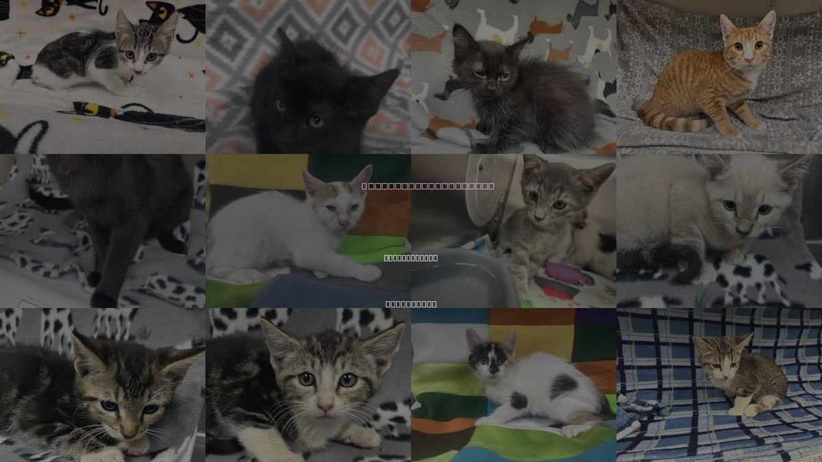 Cats for Adoption in Apple Valley, California