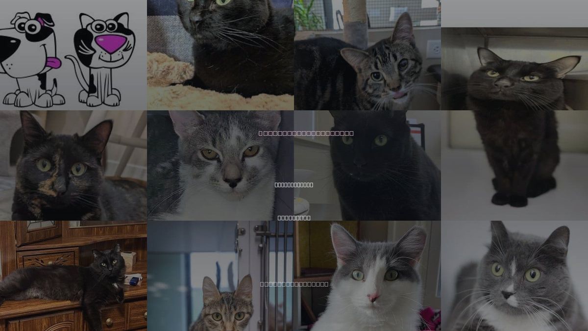 Cats for Adoption in Apple Valley, Minnesota