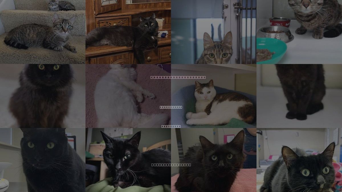 Cats for Adoption in Apple Valley, Minnesota