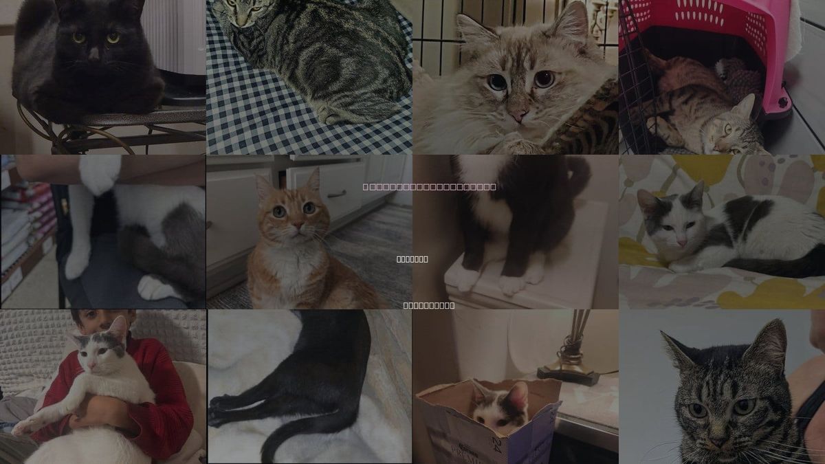 Cats for Adoption in Arcadia, California