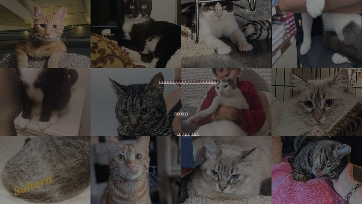 Cats for Adoption in Arcadia, California