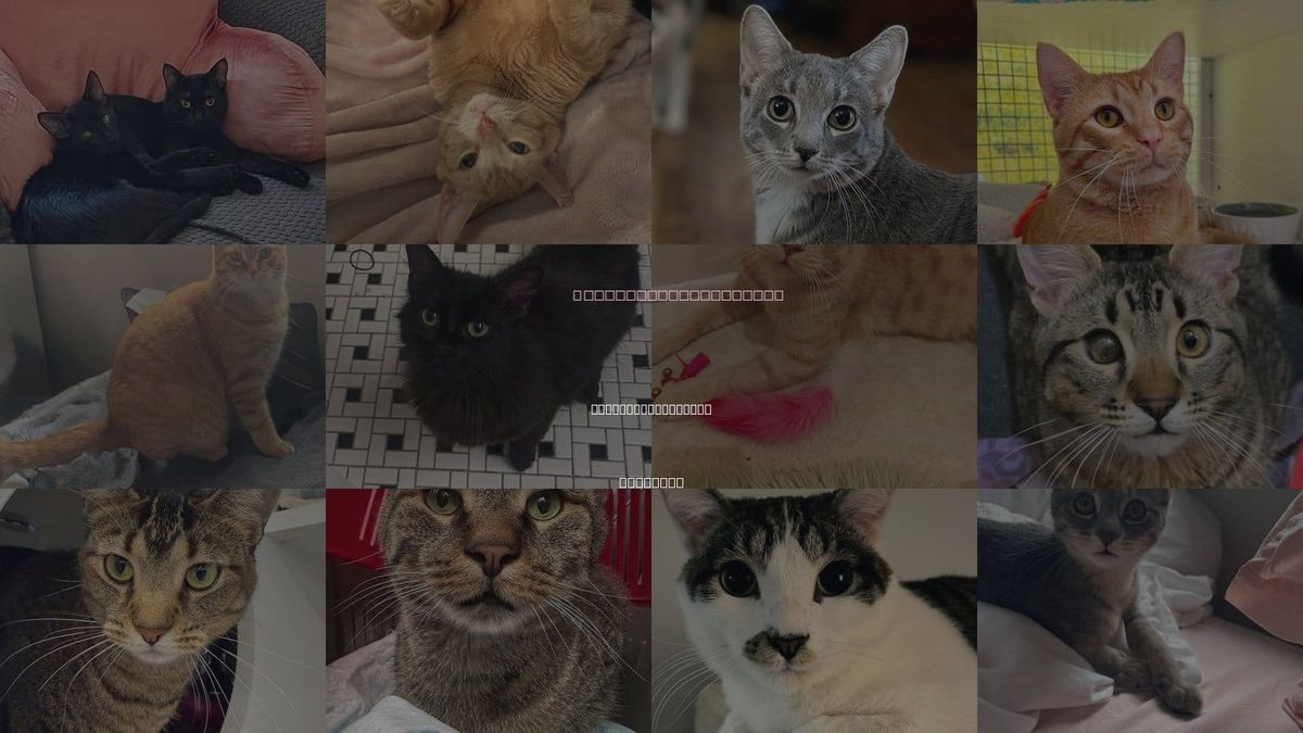 Cats for Adoption in Arlington Heights, Illinois
