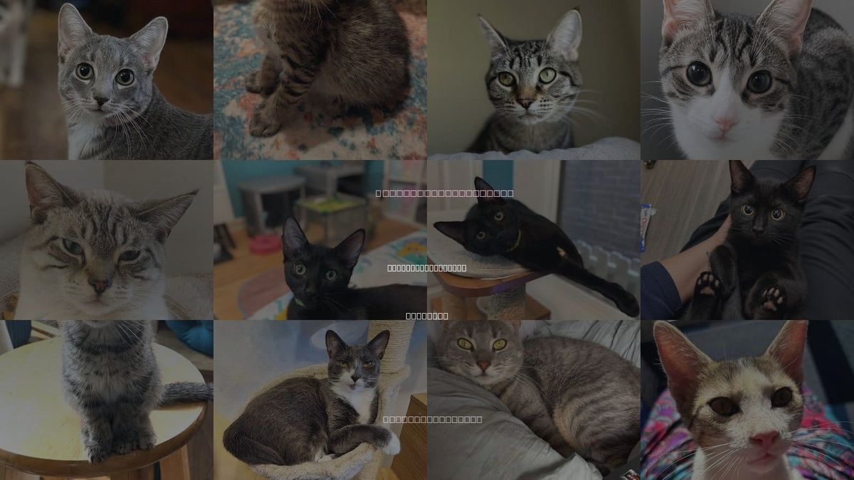 Cats for Adoption in Arlington Heights, Illinois