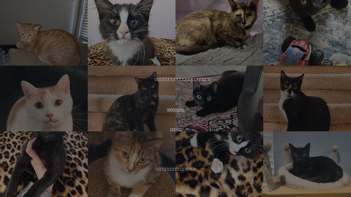 Cats for Adoption in Arlington, Texas