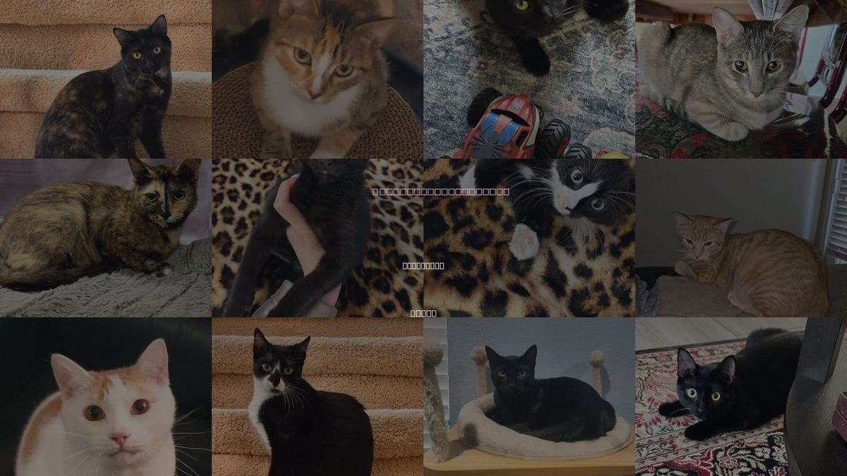 Cats for Adoption in Arlington, Texas
