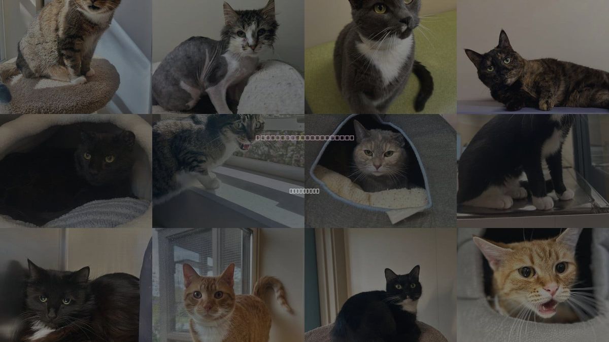 Cats for Adoption in Arlington, Vermont