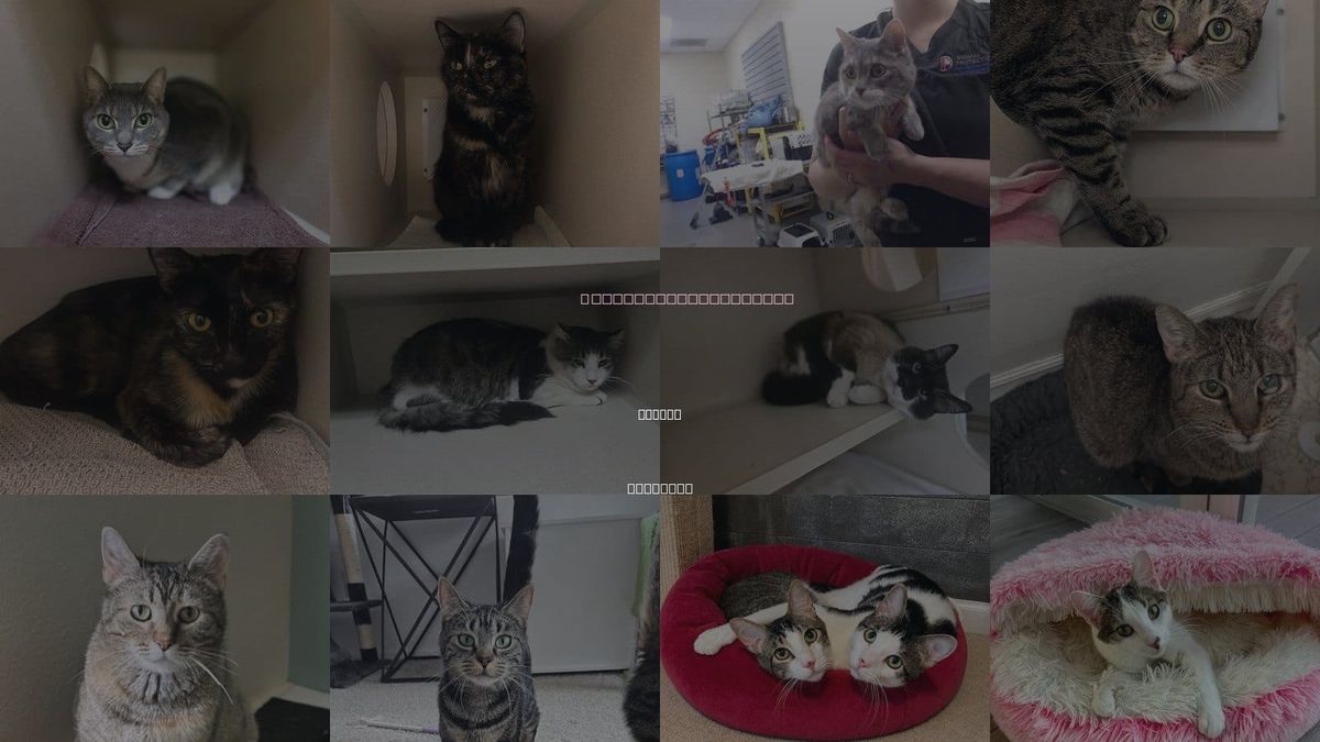 Cats for Adoption in Arvada, Colorado
