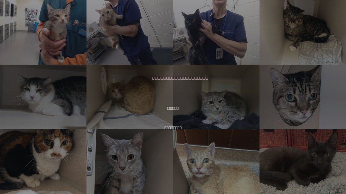 Cats for Adoption in Arvada, Colorado