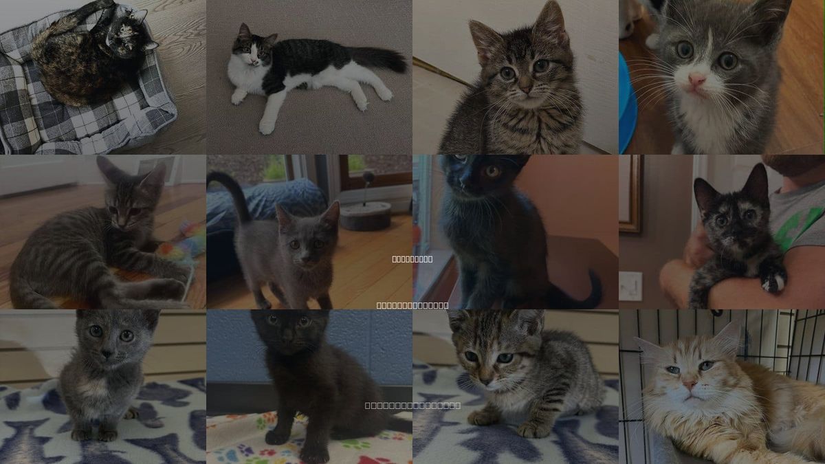 Cats for Adoption in Asheville, North Carolina