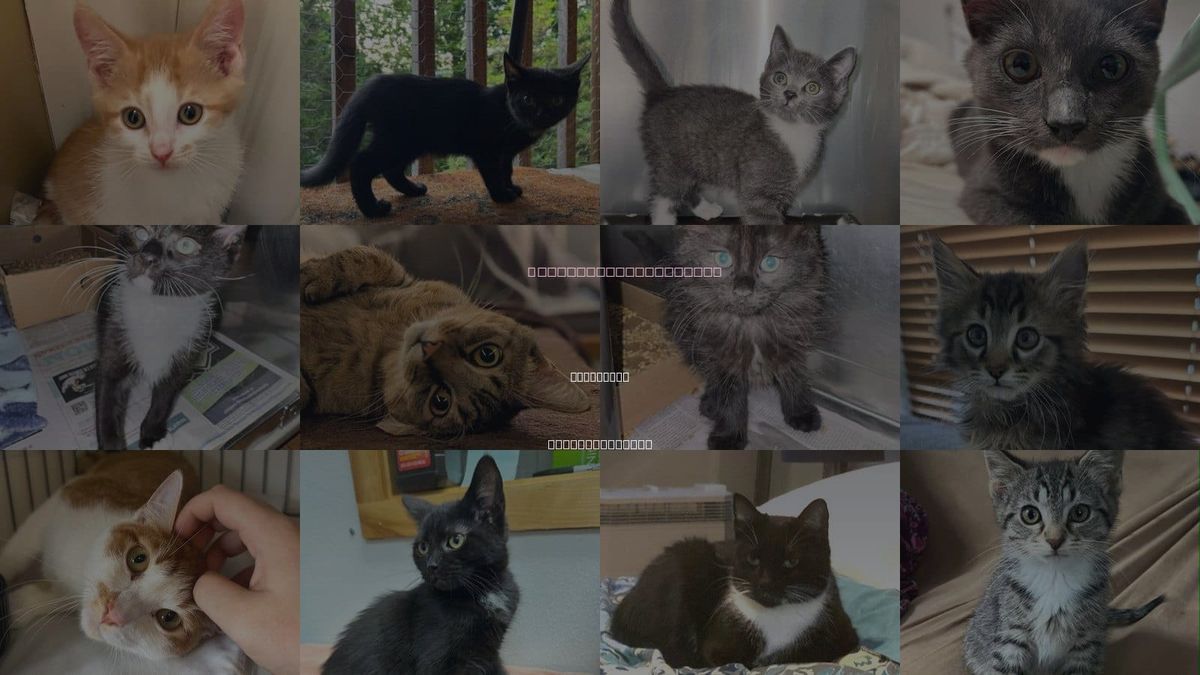 Cats for Adoption in Asheville, North Carolina