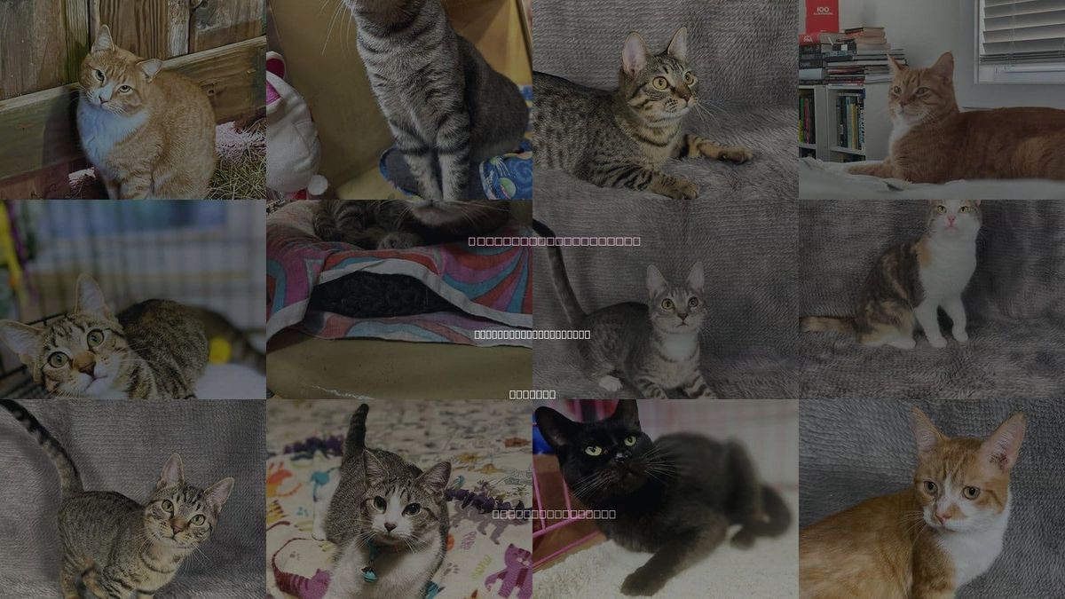 Cats for Adoption in Athens-Clarke County, Georgia