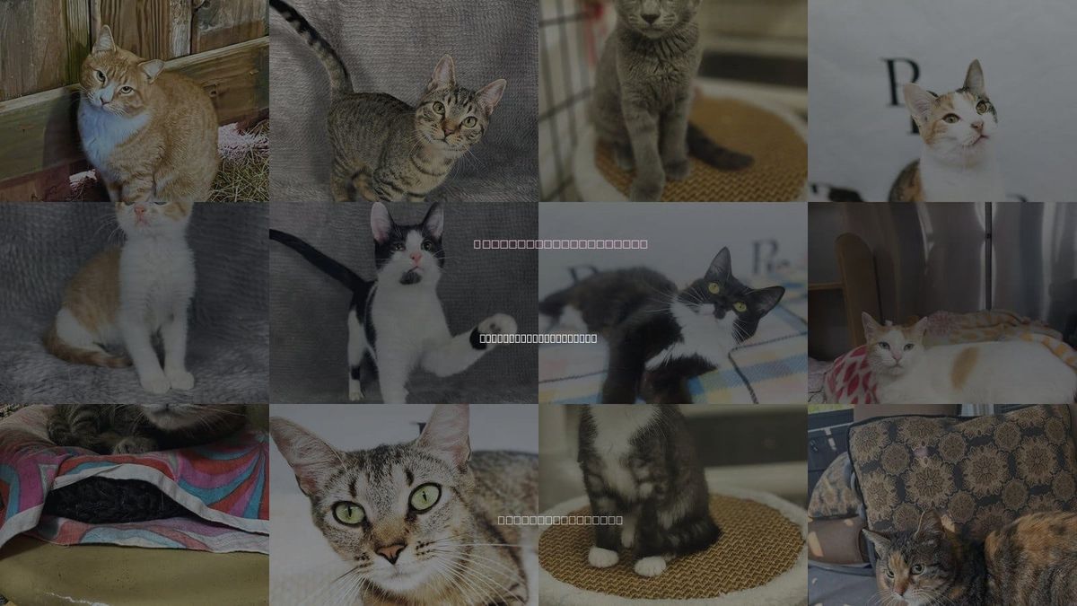 Cats for Adoption in Athens-Clarke County, Georgia