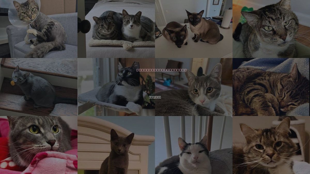 Cats for Adoption in Atlanta, Georgia