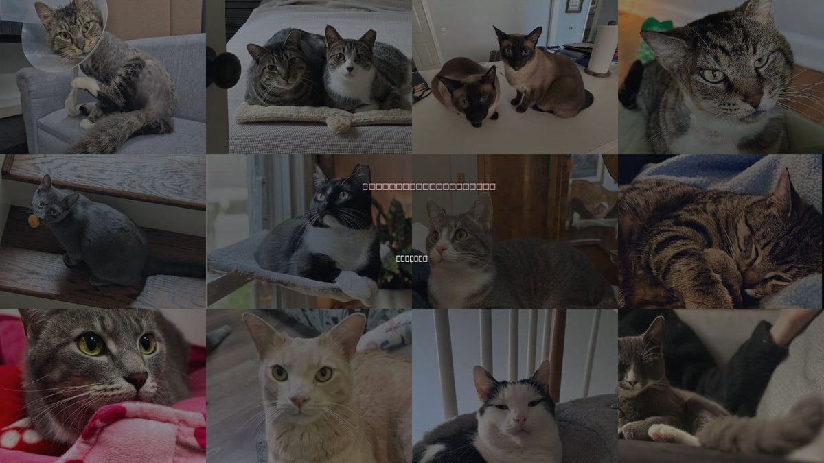 Cats for Adoption in Atlanta, Georgia