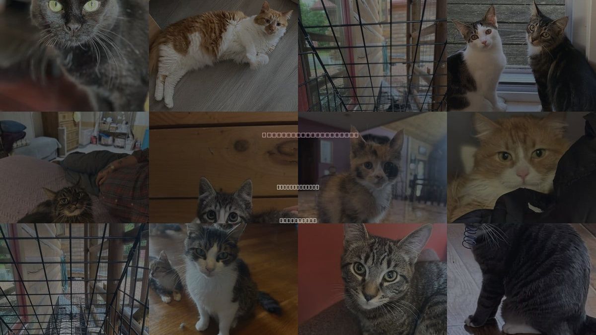 Cats for Adoption in Atlantic City, New Jersey