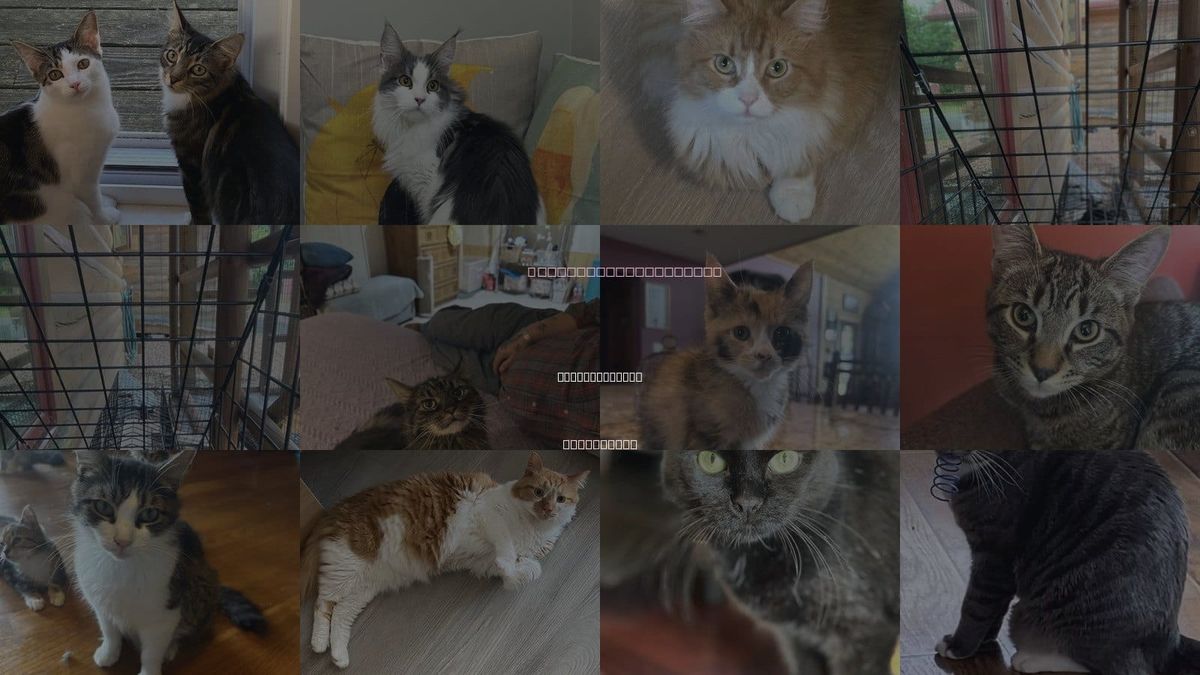 Cats for Adoption in Atlantic City, New Jersey
