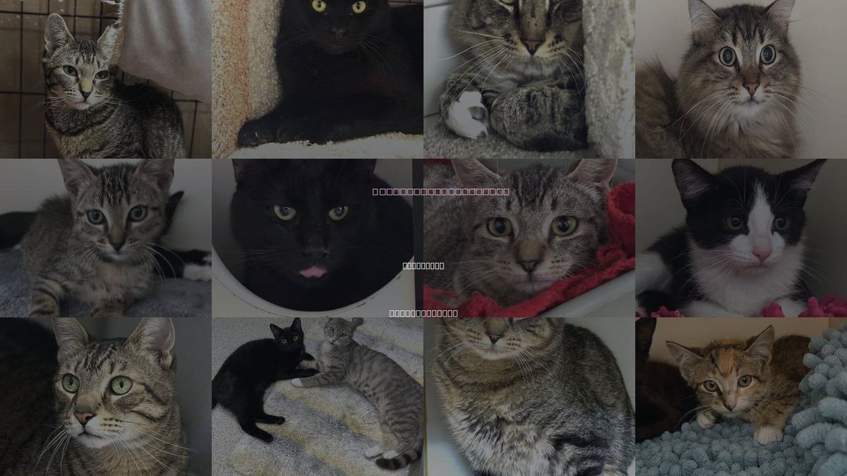 Cats for Adoption in Attleboro, Massachusetts