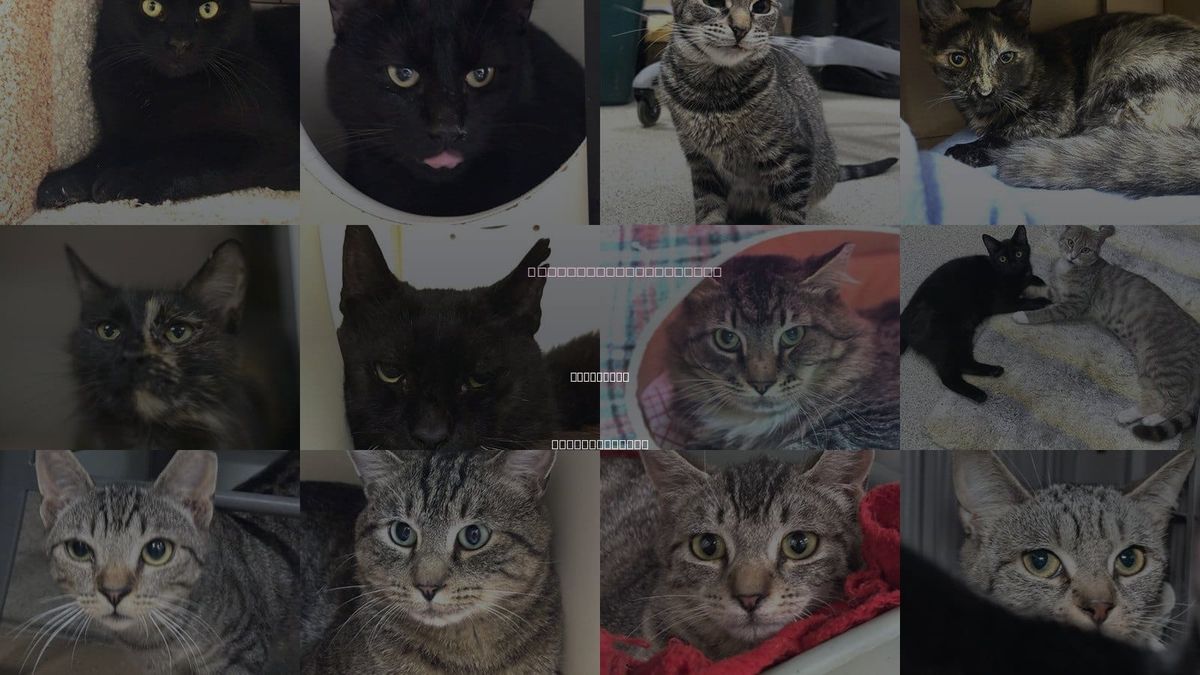 Cats for Adoption in Attleboro, Massachusetts