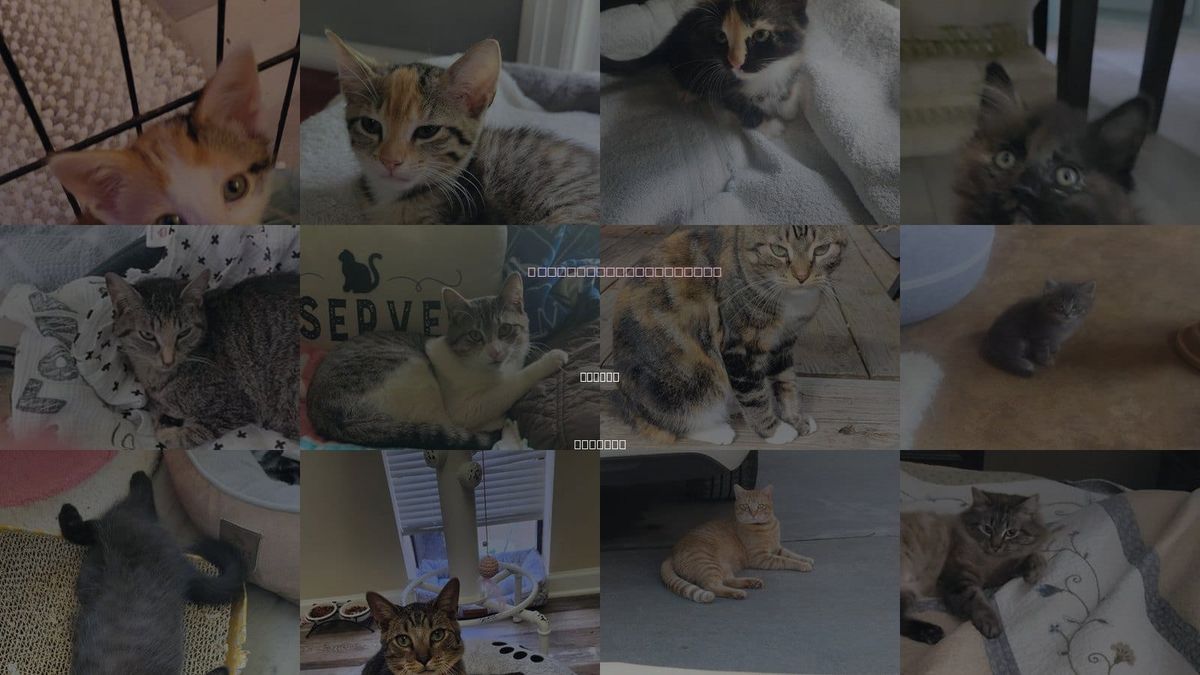 Cats for Adoption in Auburn, Alabama