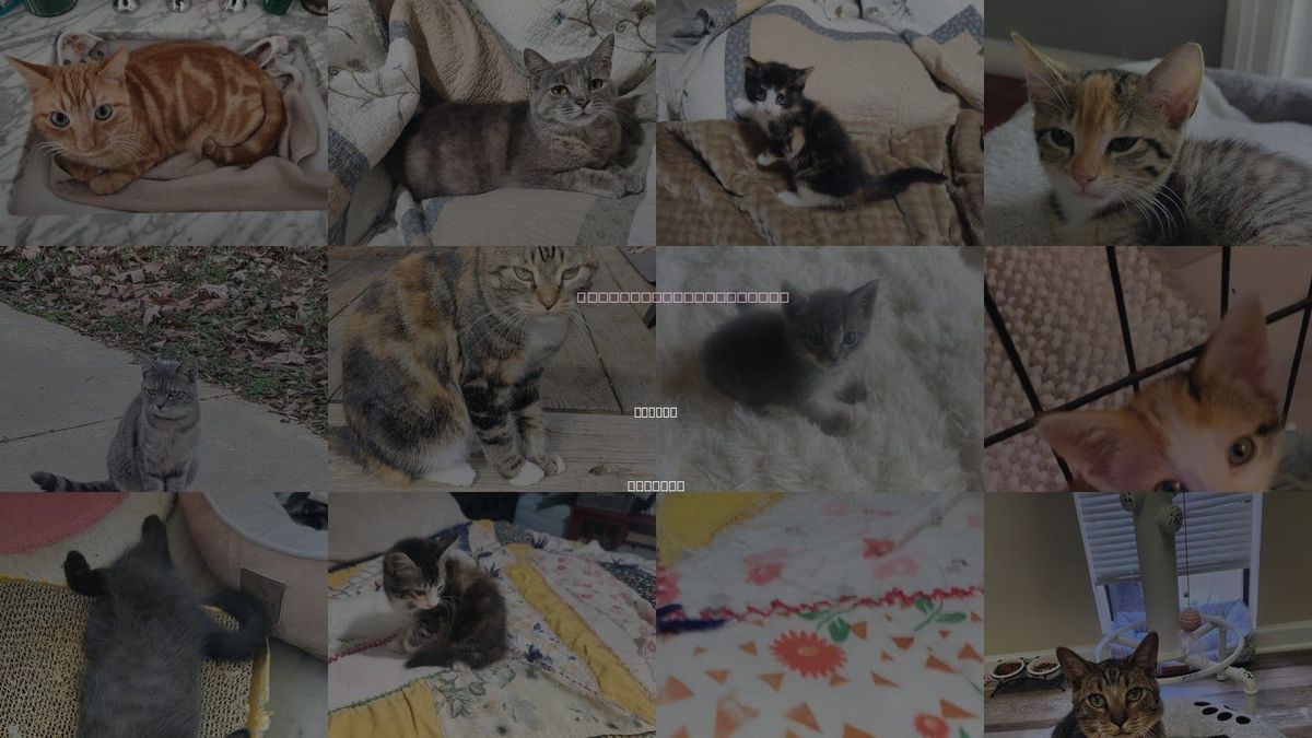 Cats for Adoption in Auburn, Alabama