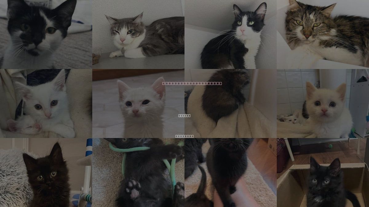 Cats for Adoption in Aurora, Colorado