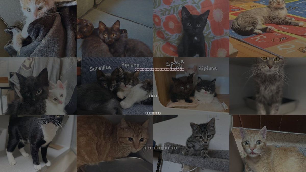 Cats for Adoption in Aurora, Colorado