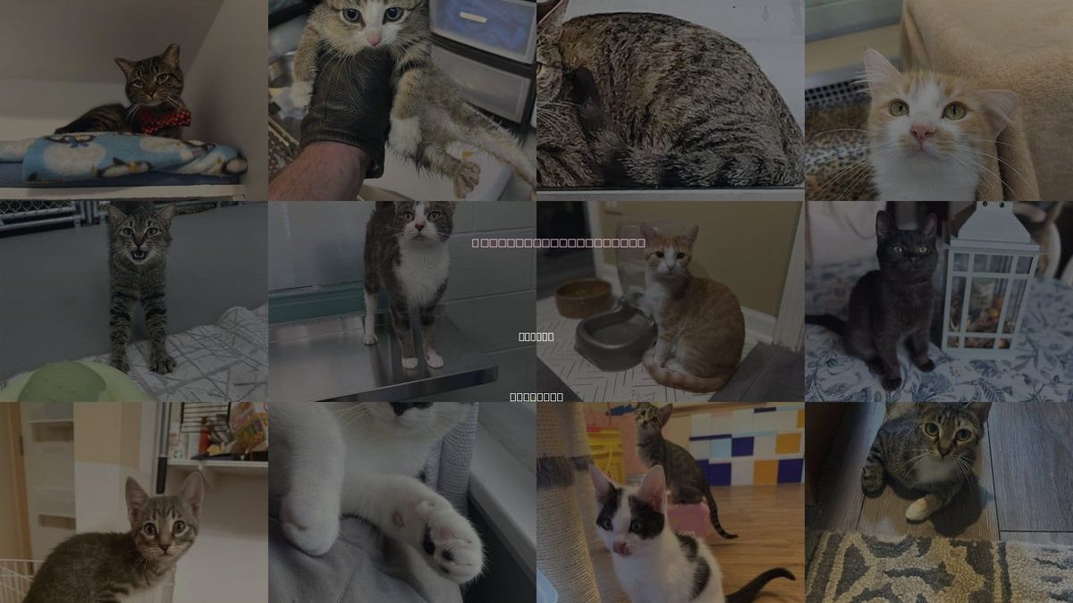 Cats for Adoption in Aurora, Illinois