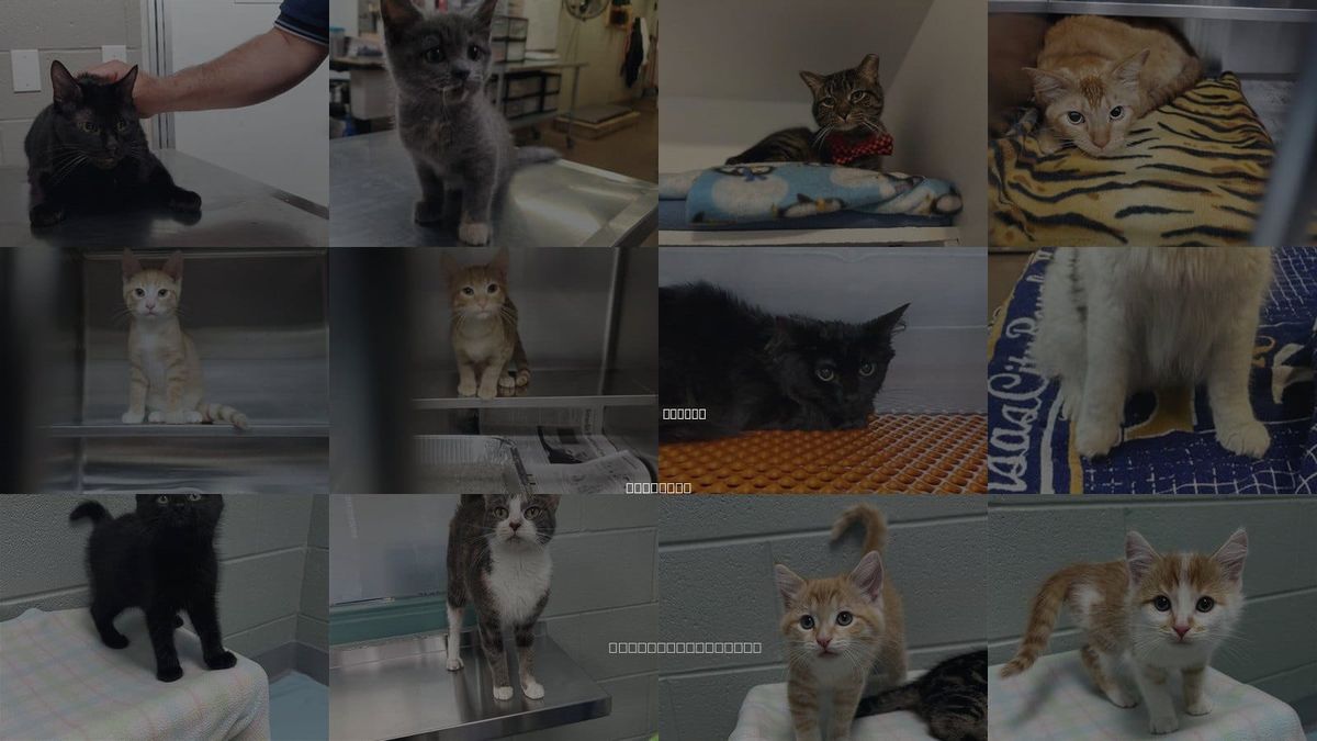 Cats for Adoption in Aurora, Illinois