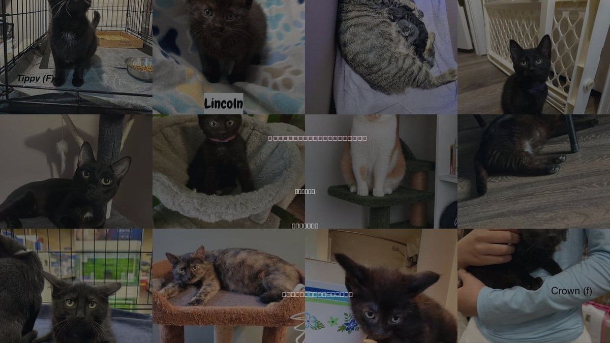 Cats for Adoption in Aurora, Indiana