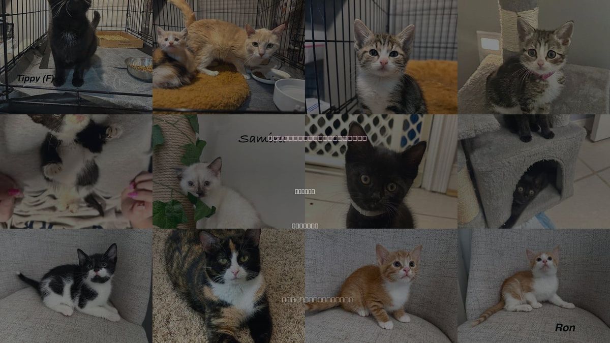 Cats for Adoption in Aurora, Indiana