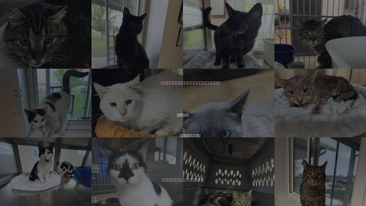 Cats for Adoption in Austin, Minnesota
