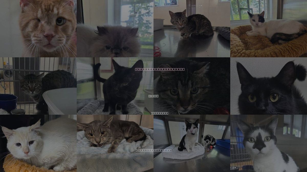 Cats for Adoption in Austin, Minnesota