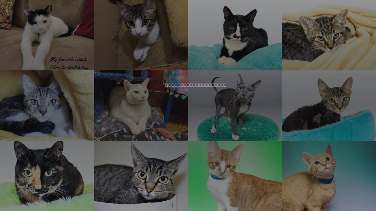 Cats for Adoption in Aventura, Florida