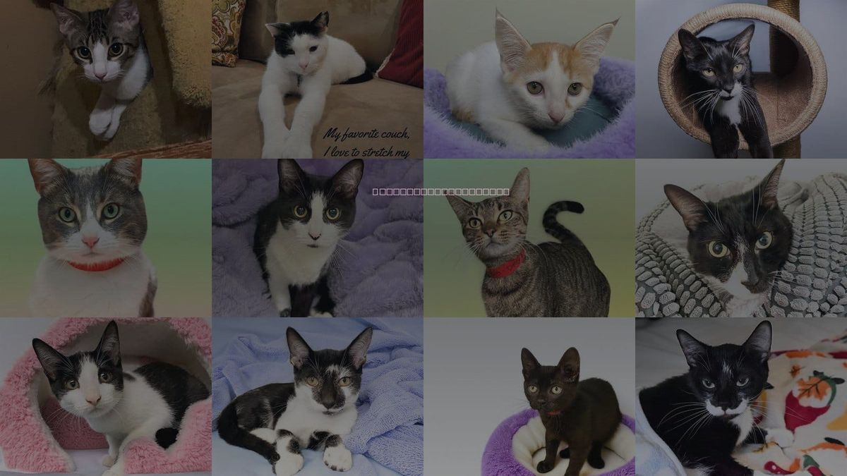 Cats for Adoption in Aventura, Florida