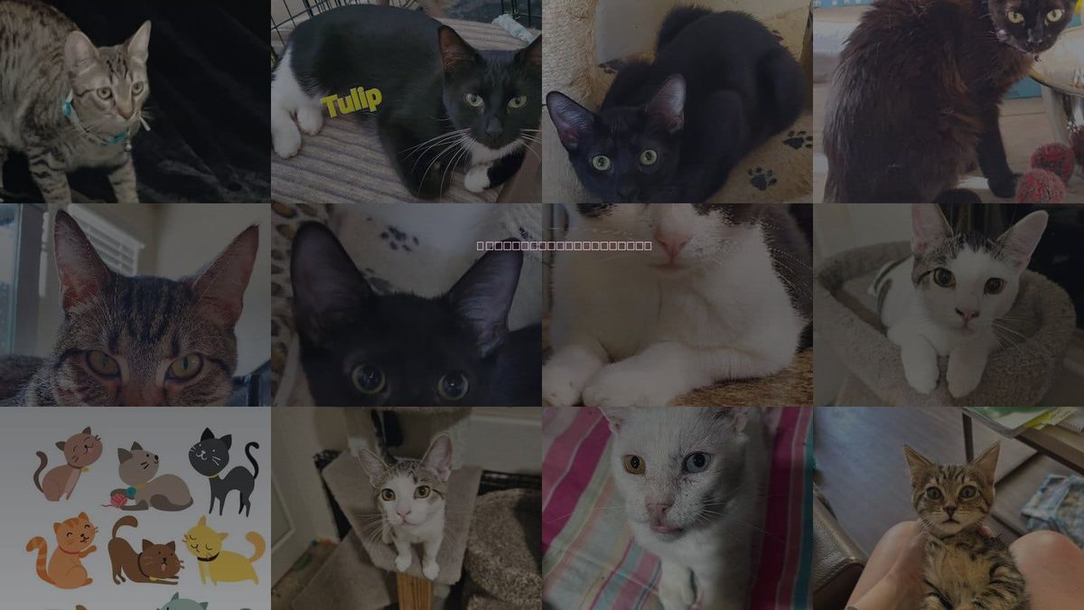 Cats for Adoption in Avondale, Arizona
