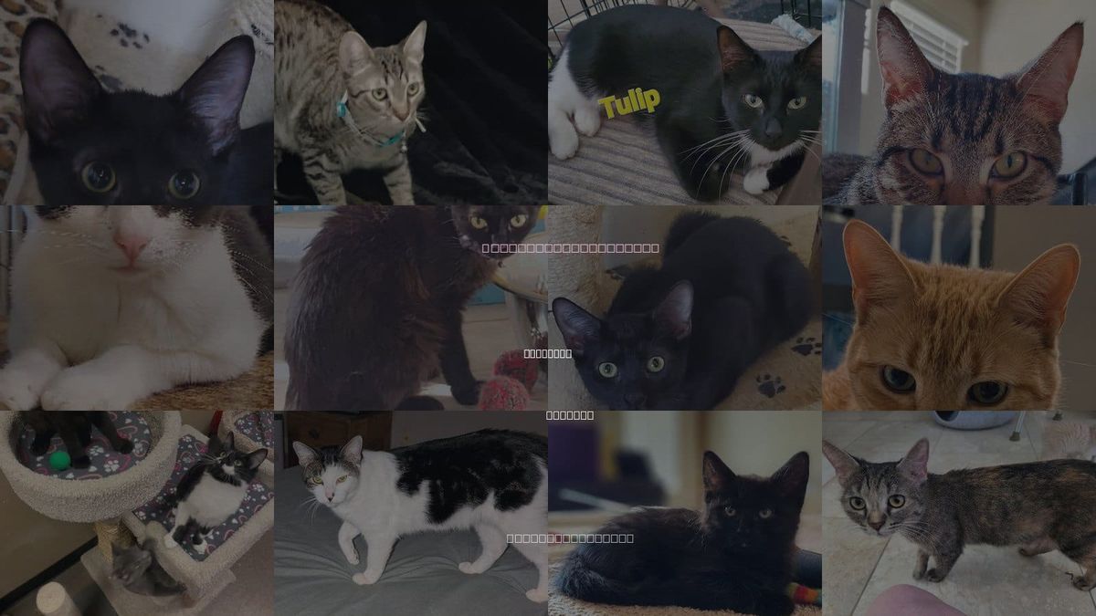 Cats for Adoption in Avondale, Arizona