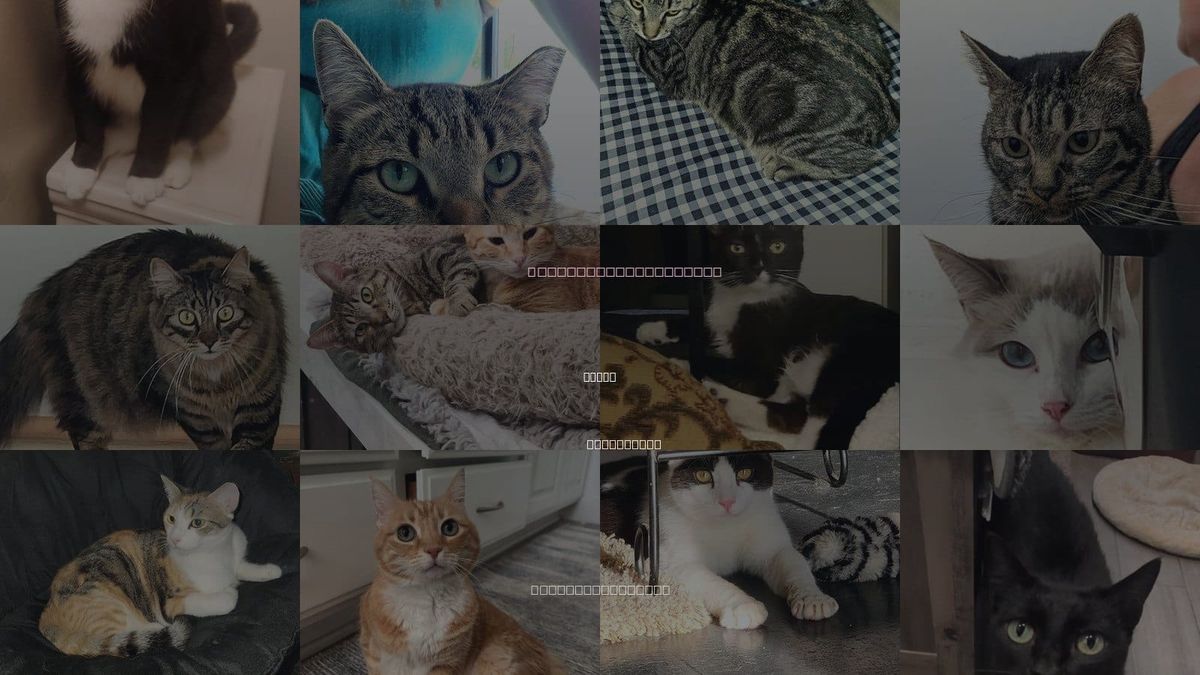 Cats for Adoption in Azusa, California