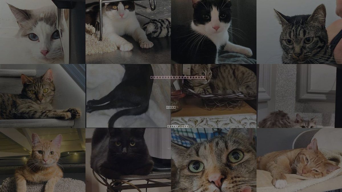 Cats for Adoption in Azusa, California