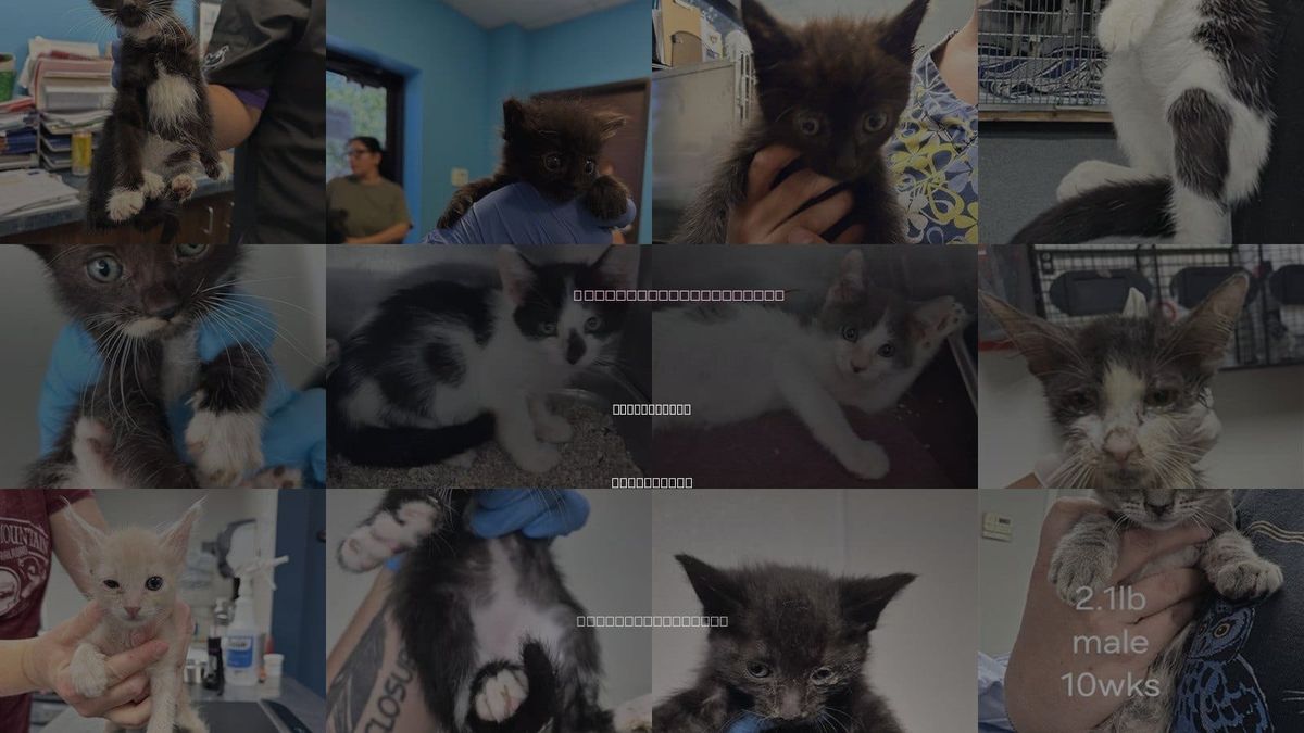 Cats for Adoption in Bakersfield, California
